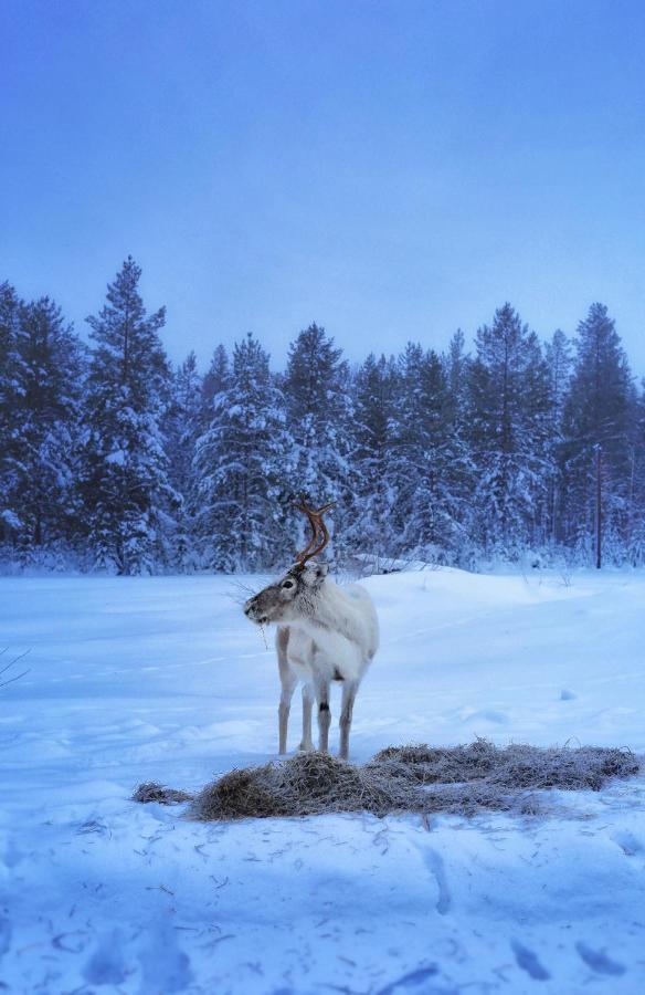 Cozy Stuga - Mountain View Ramsele Dış mekan fotoğraf