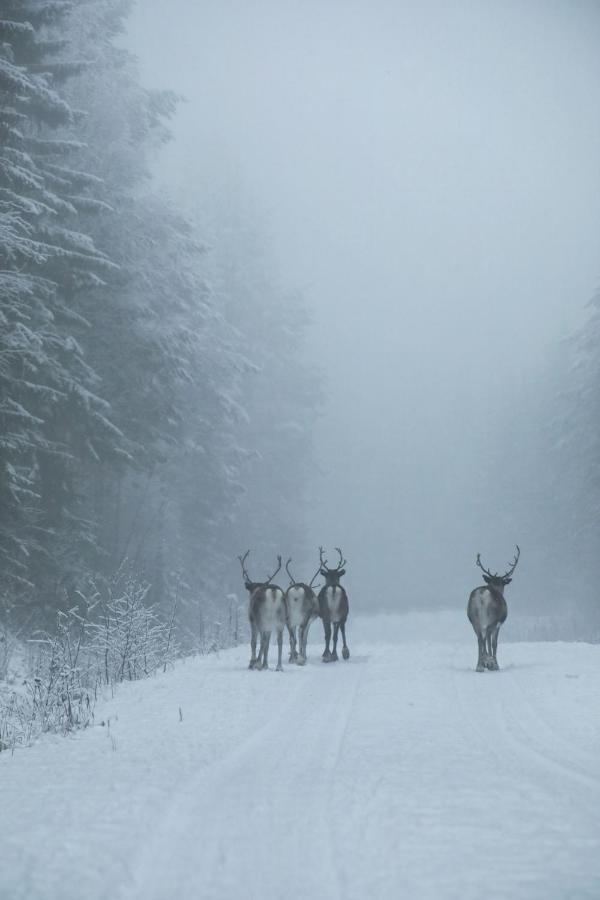 Cozy Stuga - Mountain View Ramsele Dış mekan fotoğraf