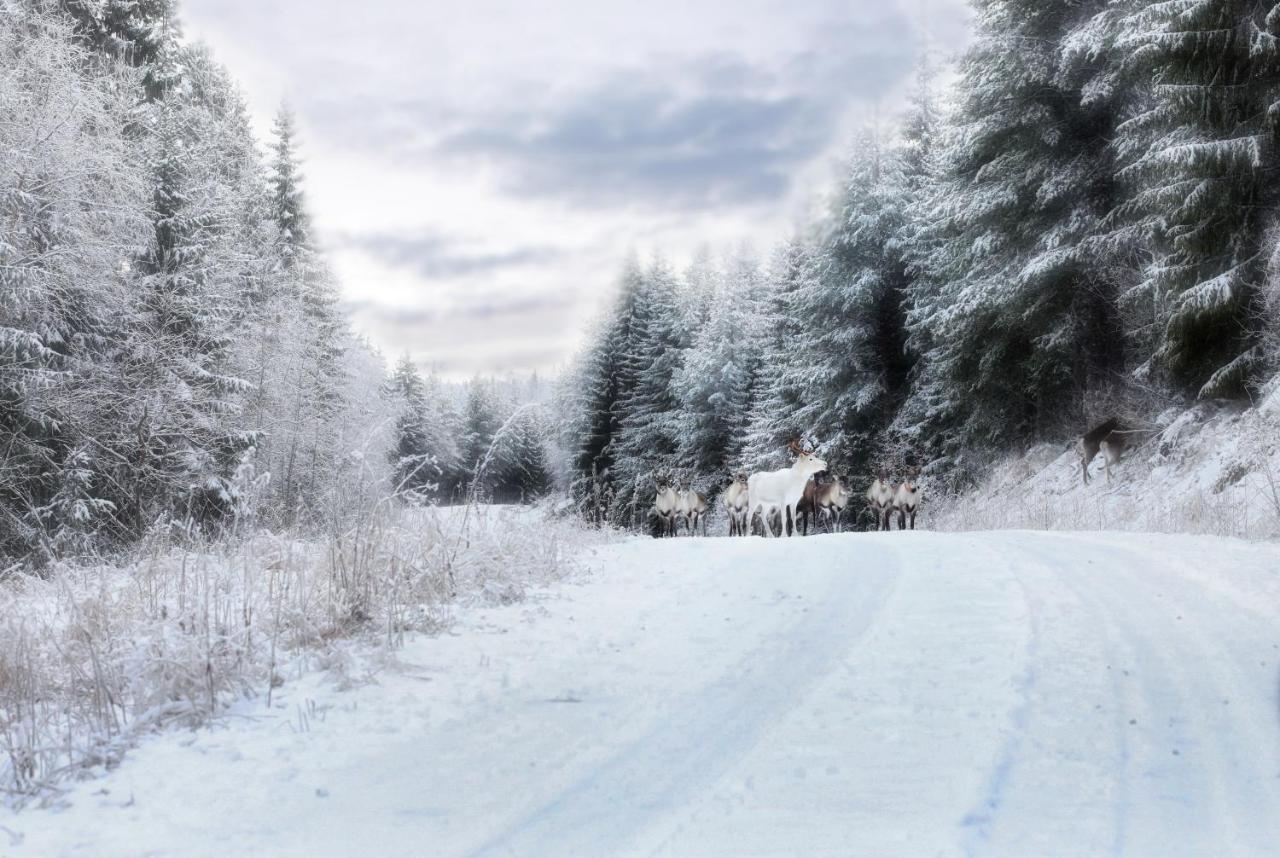 Cozy Stuga - Mountain View Ramsele Dış mekan fotoğraf